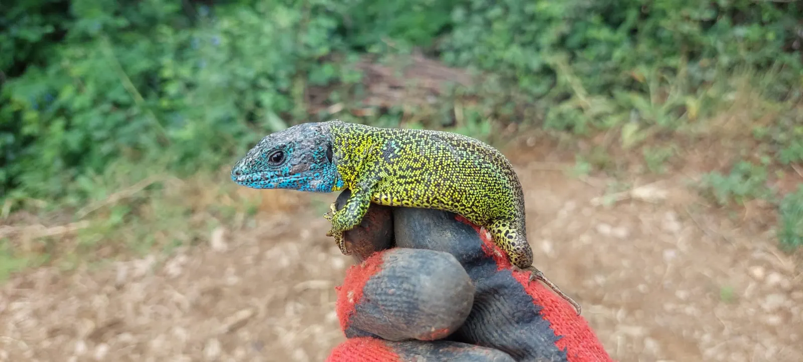 A green lizard photographed in Montesinho